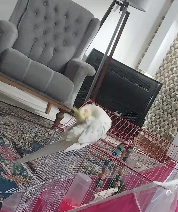 عروس هلندی لوتینو|پرنده|فردوس (خراسان), |دیوار