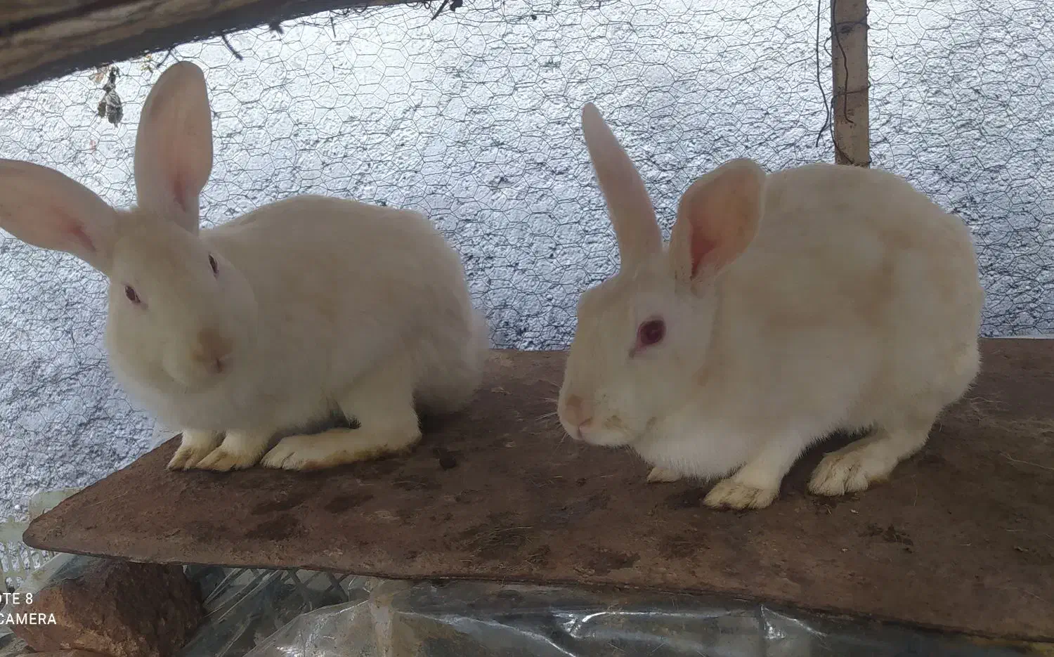 خرگوش محلی|موش و خرگوش|بم, |دیوار