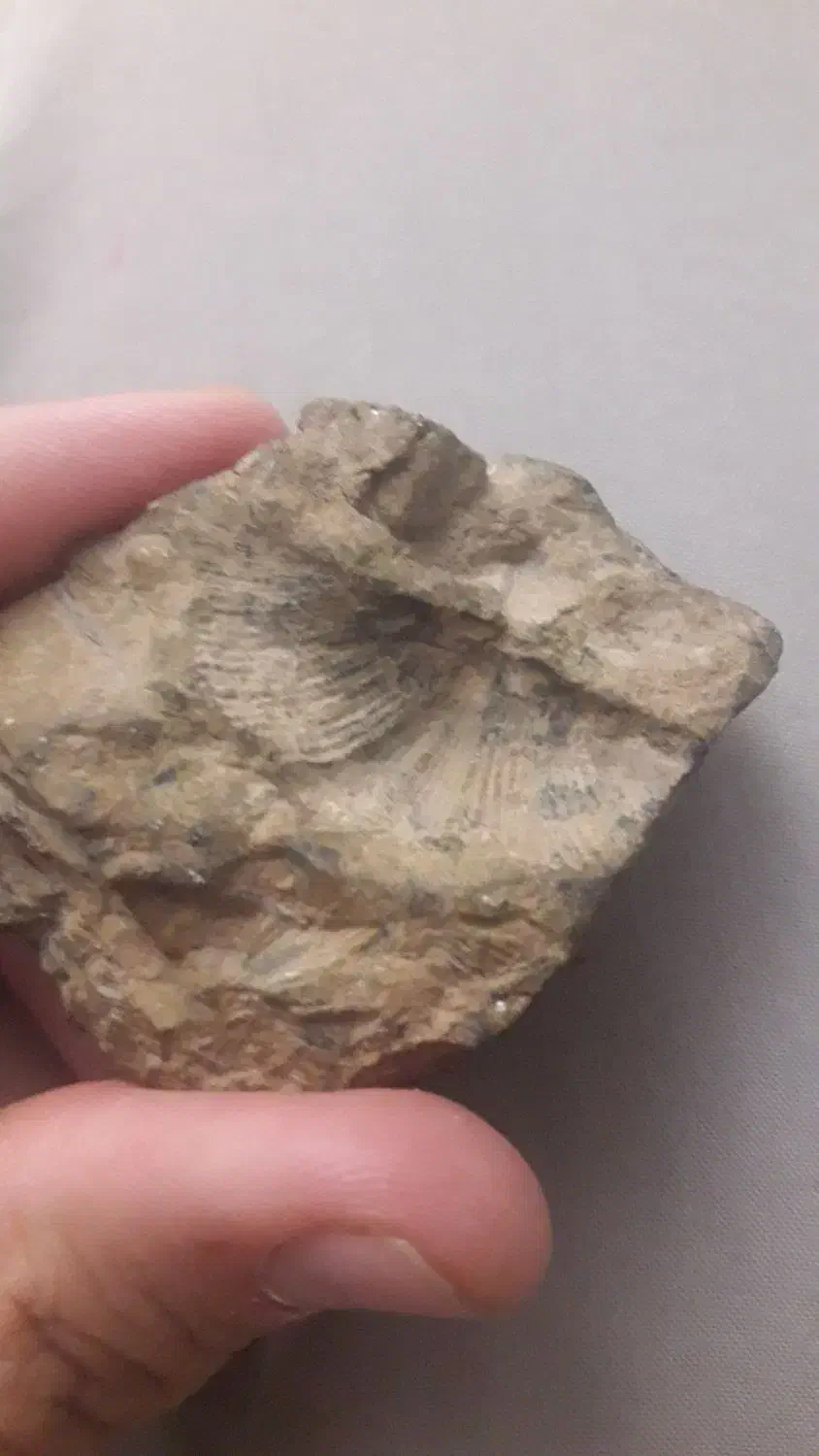 فسیل صدف|کلکسیون اشیاء عتیقه|مشهد, عبادی|دیوار