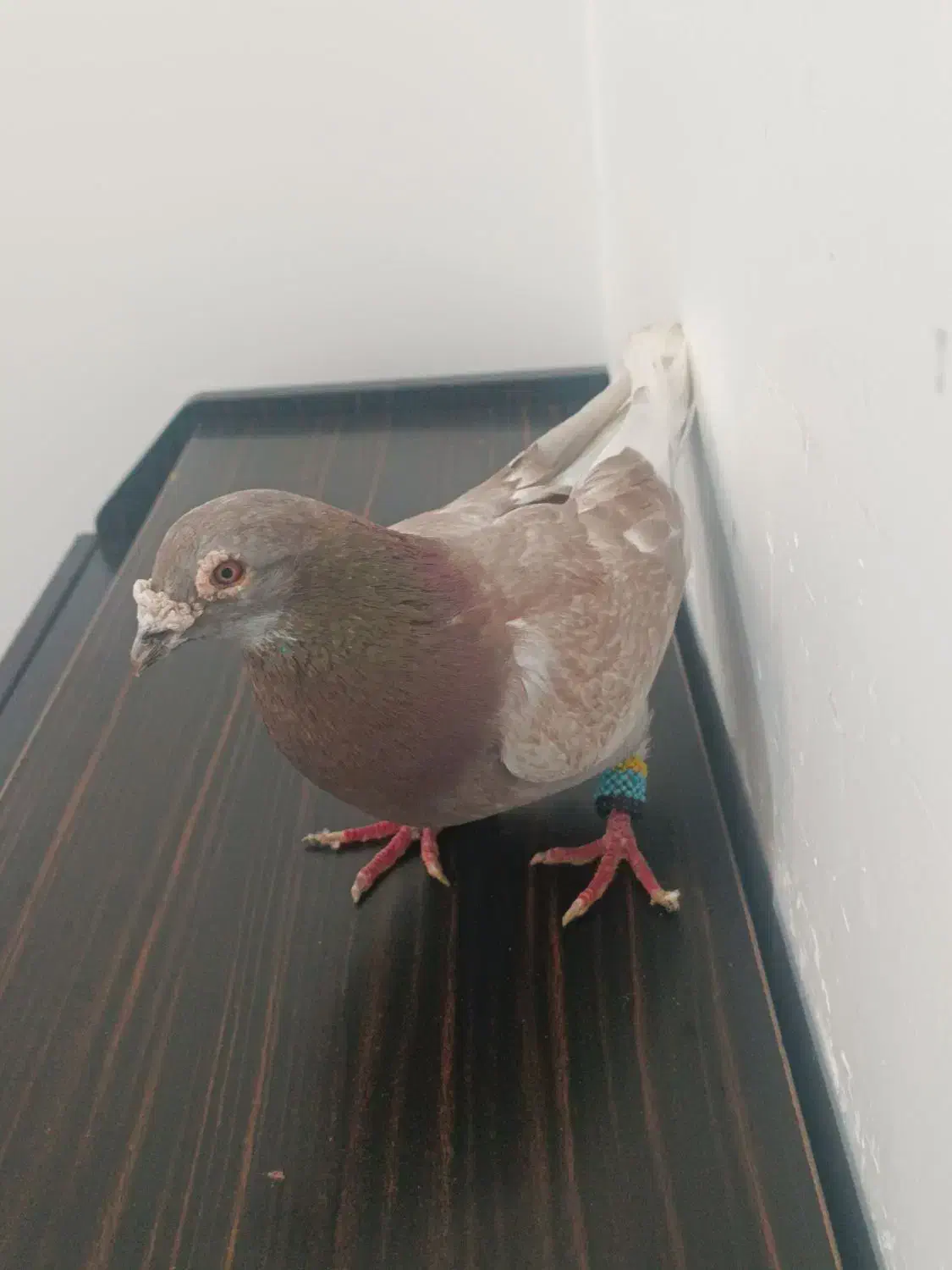 کفتر|پرنده|تربت جام, میان جام|دیوار