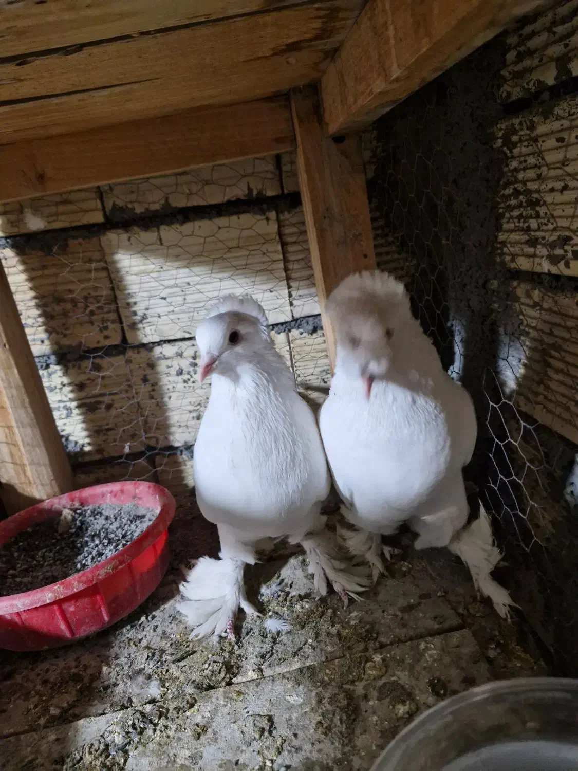 کبوتر|پرنده|زیباشهر, |دیوار