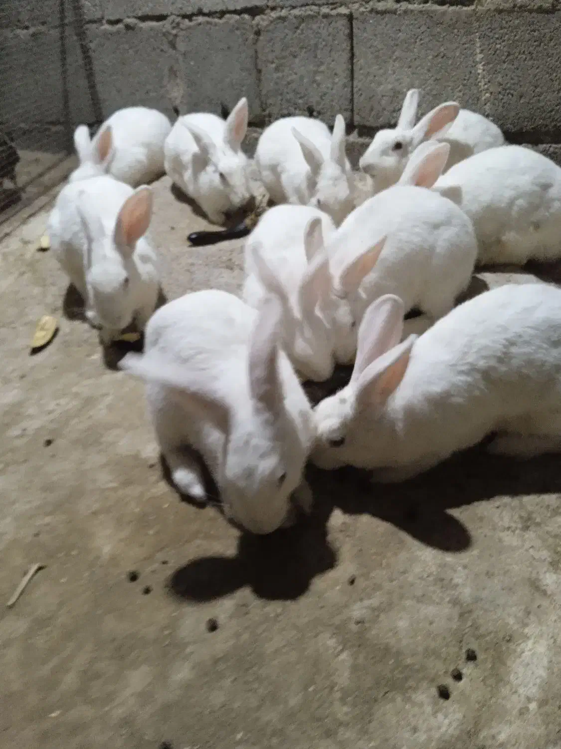 خرگوش|حیوانات مزرعه|تخت, |دیوار