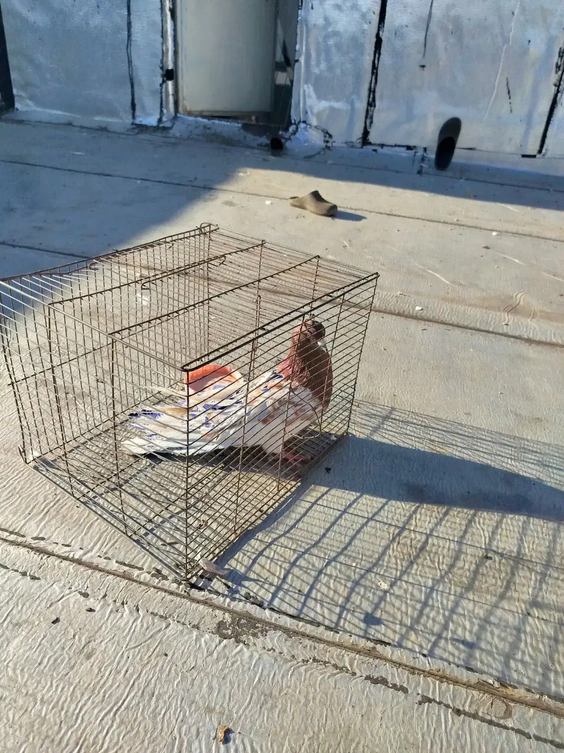 کبوتر|پرنده|مرند, |دیوار