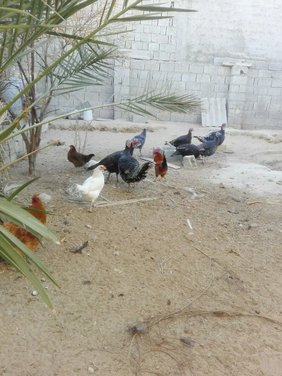 بوقلمون|حیوانات مزرعه|آبپخش, |دیوار