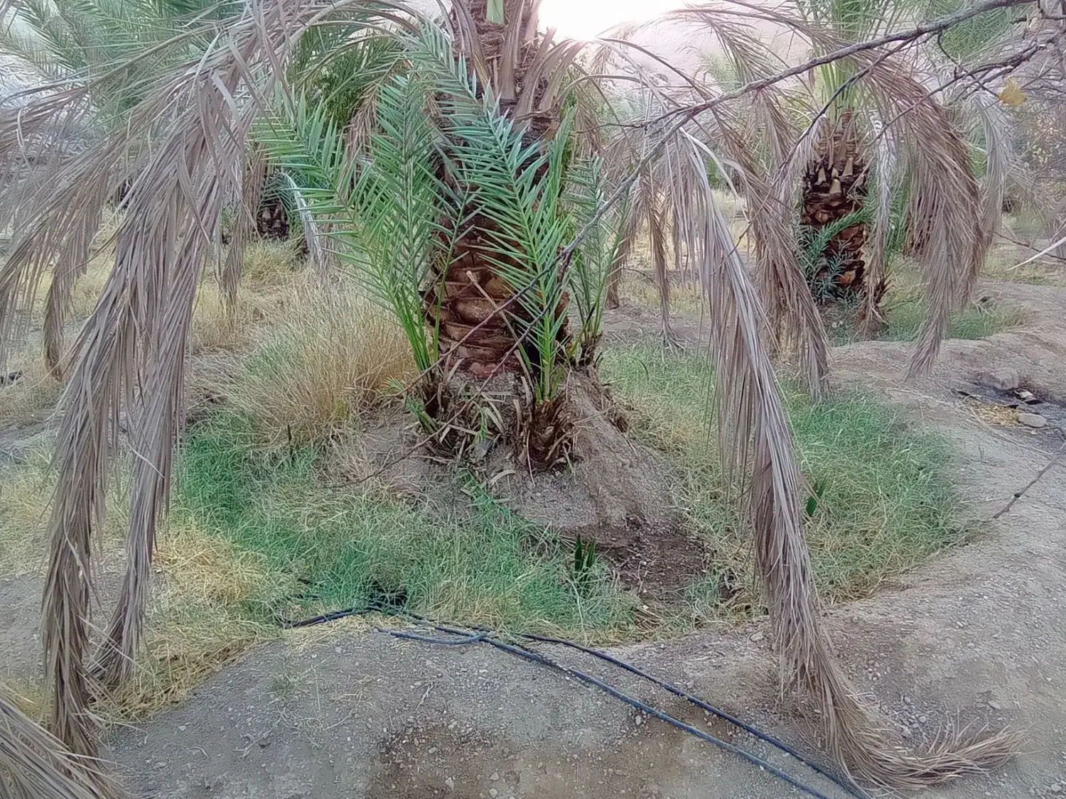 فسیل پیارم|گل و گیاه طبیعی|حاجی آباد, |دیوار