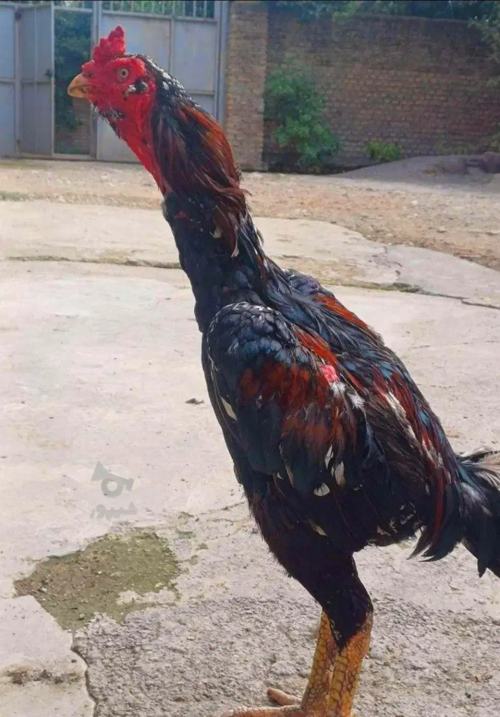 دوتا لاری اصل افغان|حیوانات مزرعه|فاضل آباد, |دیوار