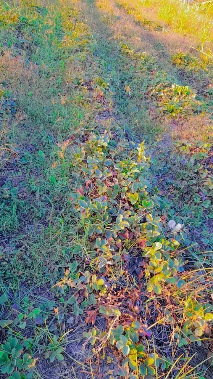 نهال توت فرنگی سابرینا نی ۱۳ تومان|گل و گیاه طبیعی|دلند, |دیوار