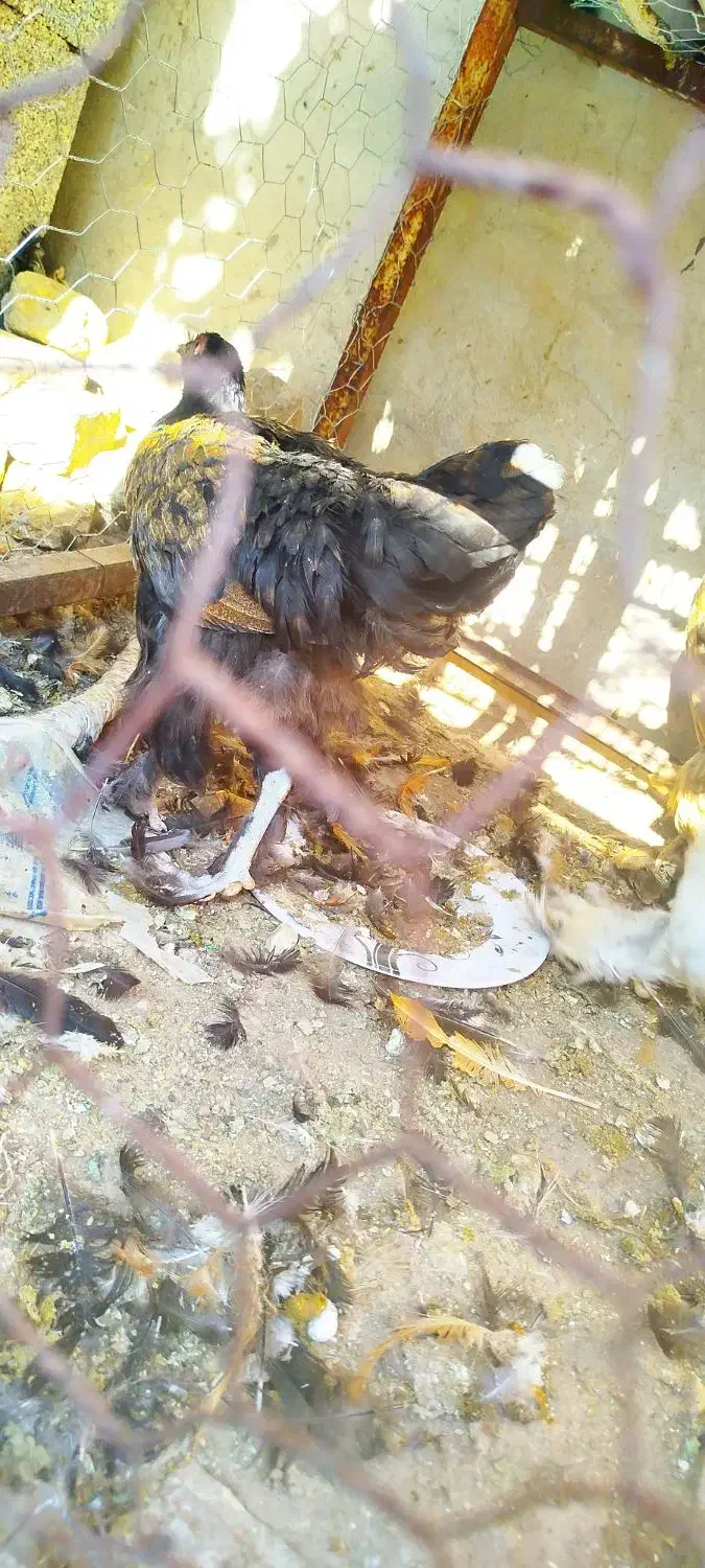 مرغ برهما|حیوانات مزرعه|داراب, |دیوار