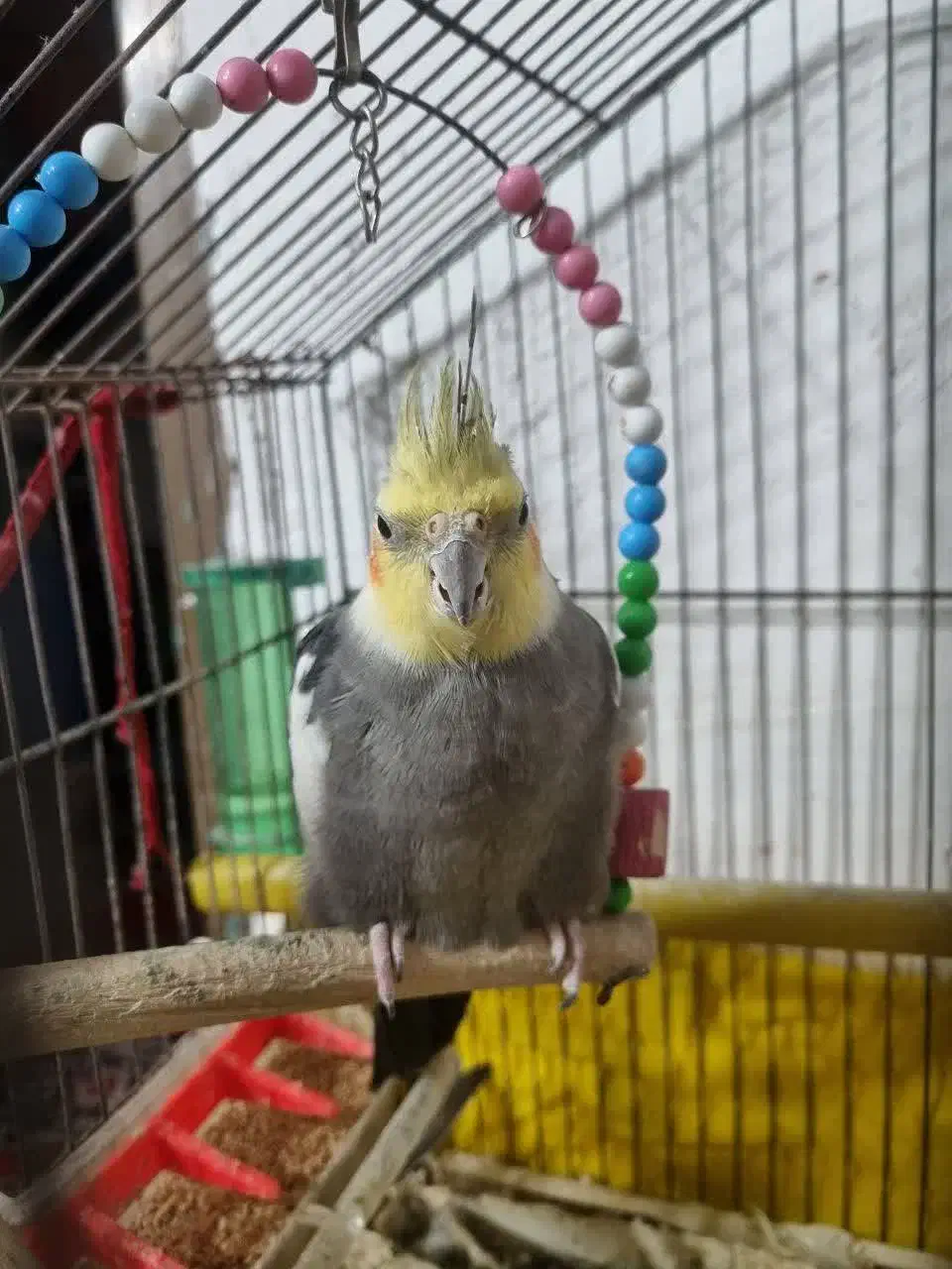 پرنده‌(عروس‌هلندی)|پرنده|طبقده, |دیوار