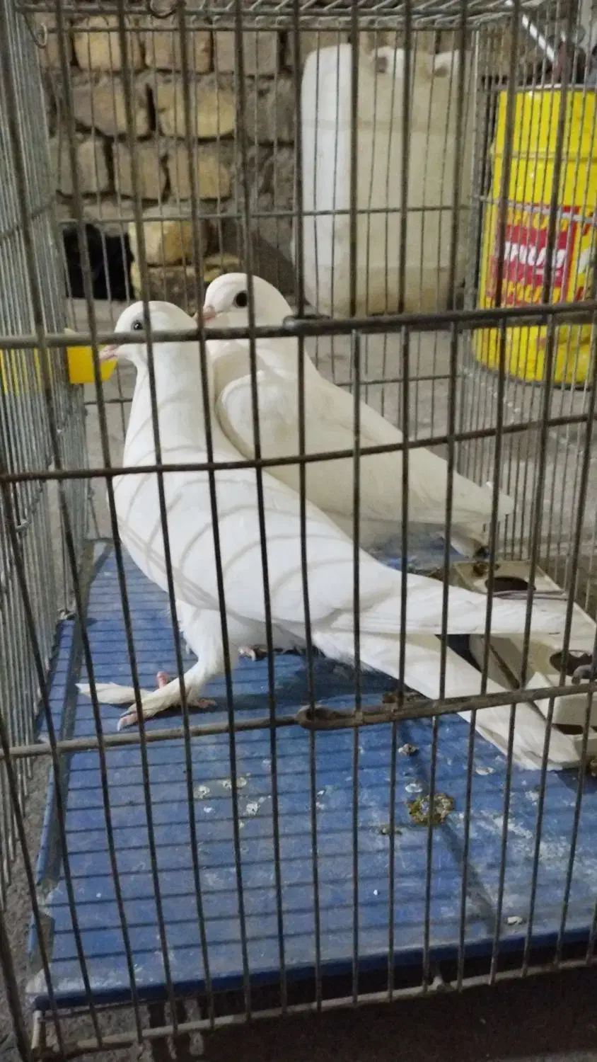 کبوتر سفید پاپر مغلق|پرنده|برخوار, |دیوار