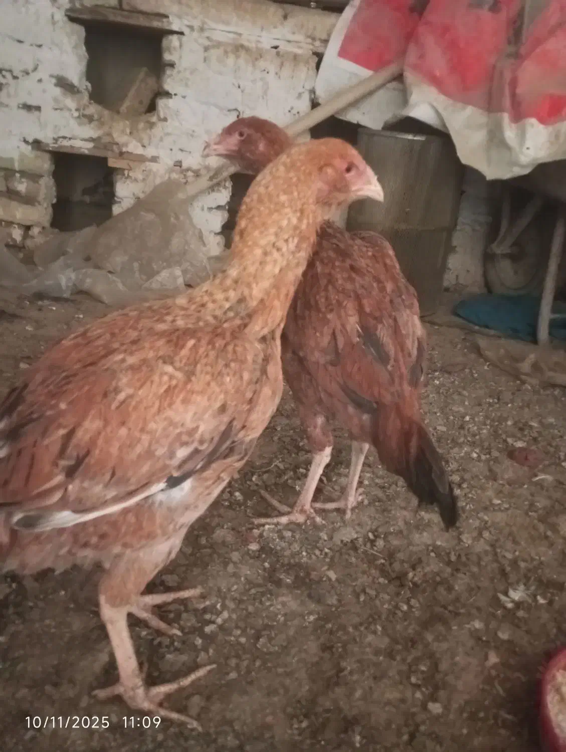 جوجه مرغ و خروس لاری|حیوانات مزرعه|تربت‌حیدریه, طالقانی|دیوار