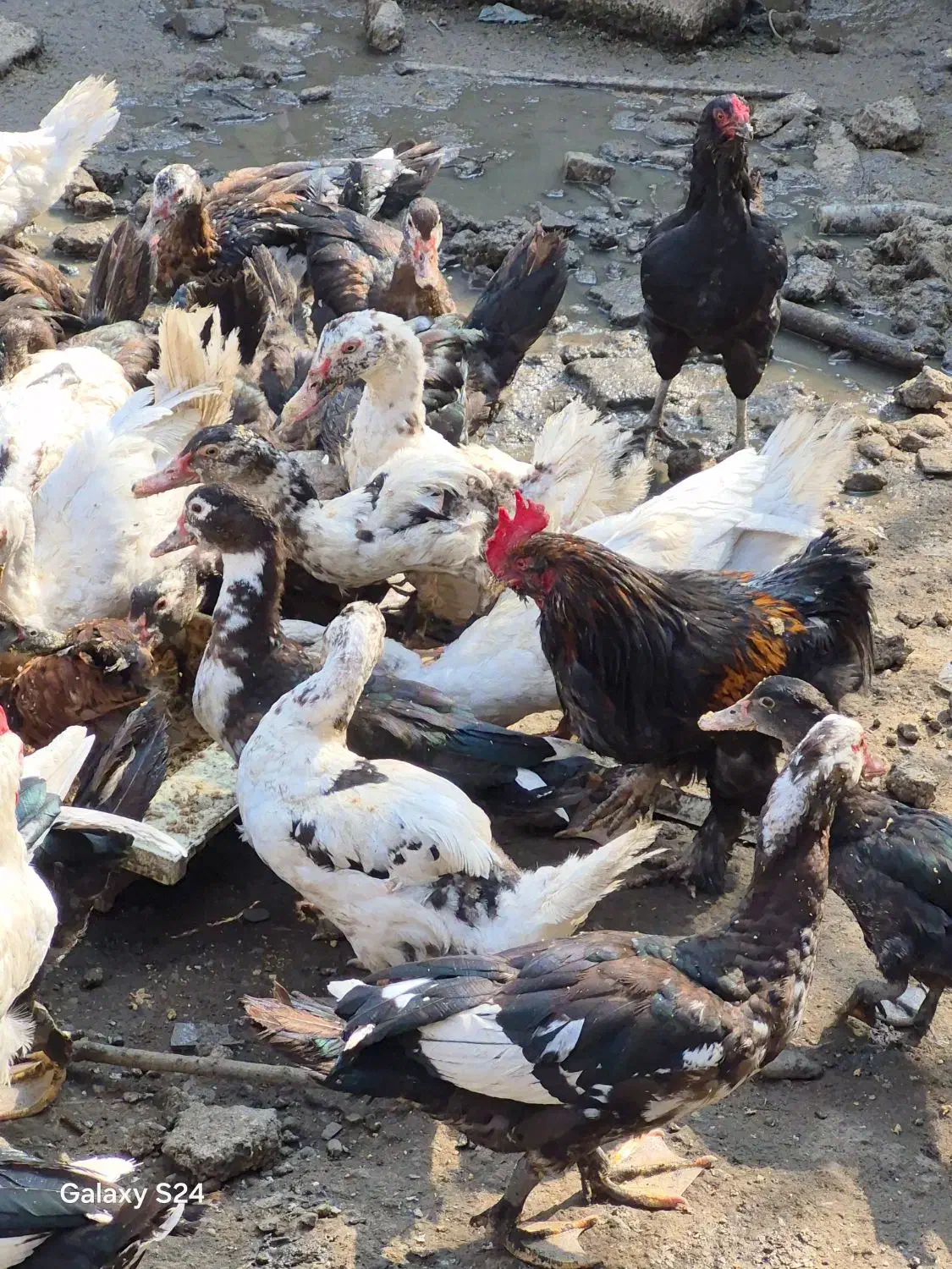 مرغ و خروس|حیوانات مزرعه|رشت, کوی قدس|دیوار