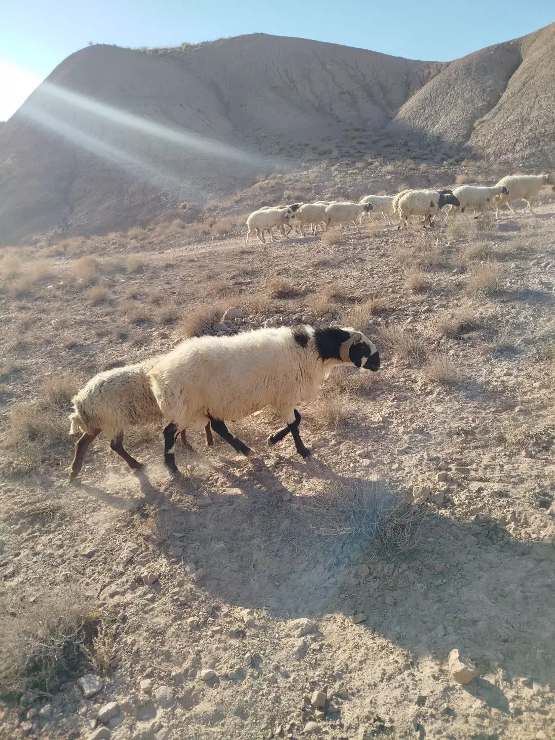 قوچ کاردورگ شیرازی|حیوانات مزرعه|ماهان, |دیوار