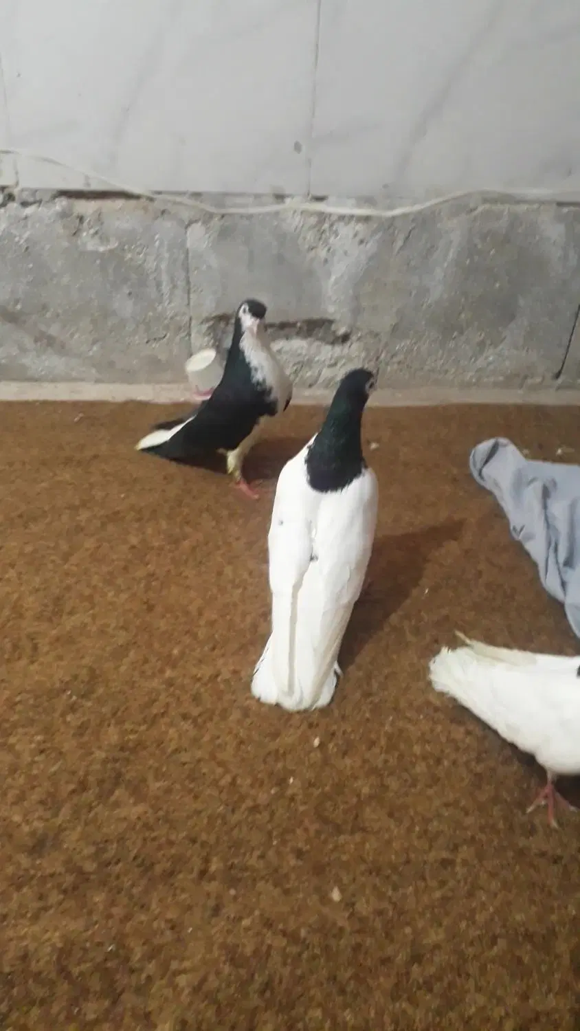 ساده سده|پرنده|سبزوار, شرق کال عیدگاه|دیوار