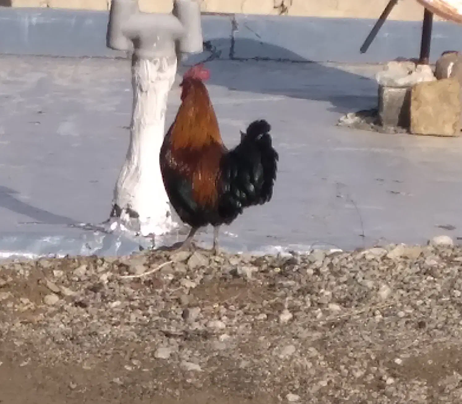 خروس محلی اصل|حیوانات مزرعه|صومای برادوست, |دیوار