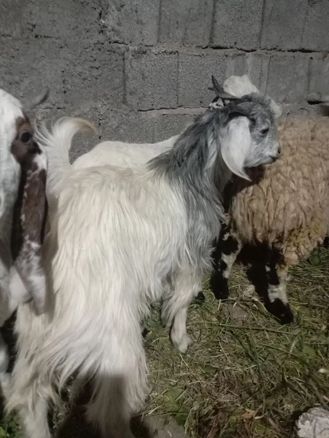 فروش فوری کهره نر|حیوانات مزرعه|جیرفت, |دیوار