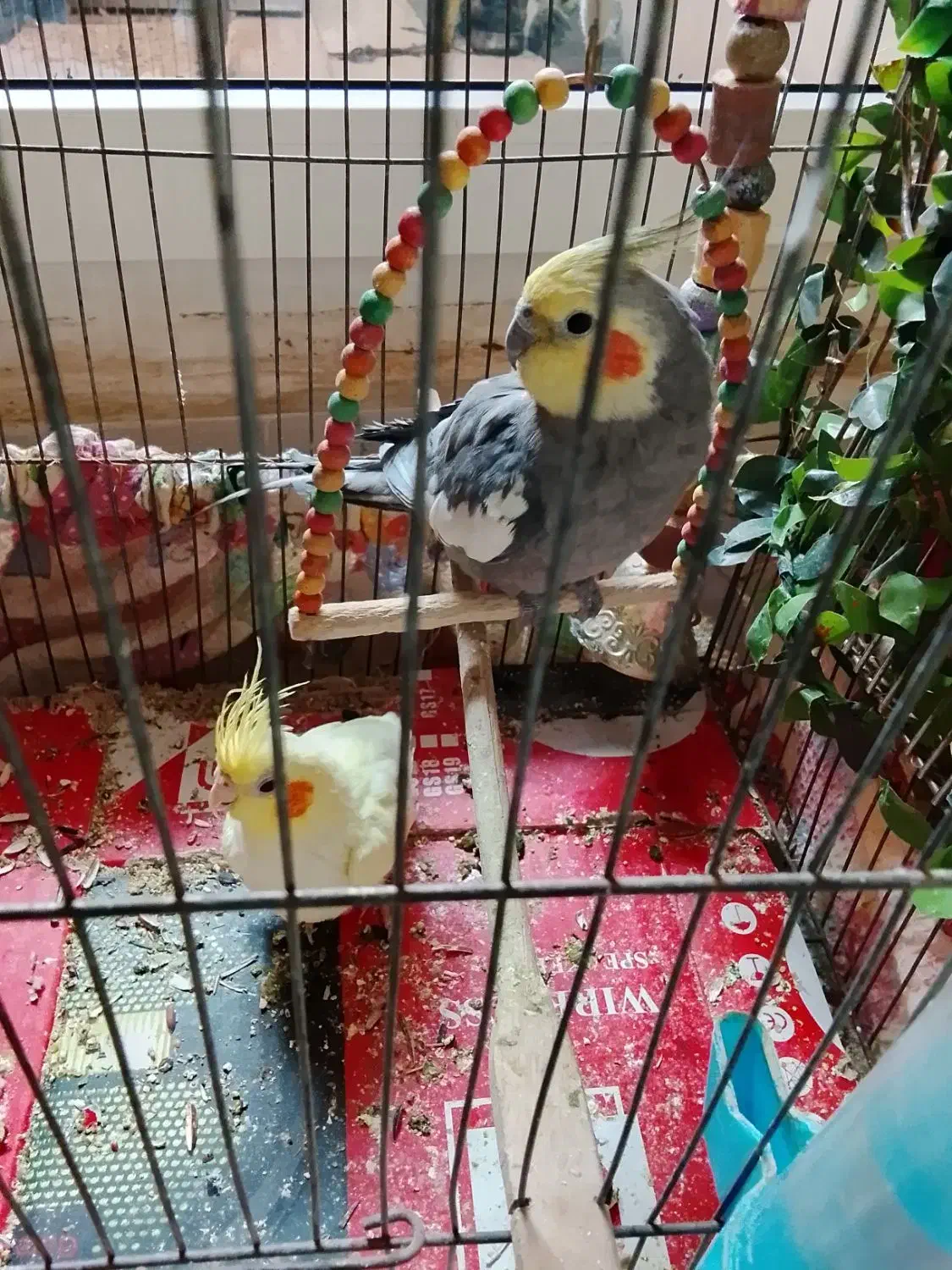 عروس هلندی|پرنده|محمدیه-قزوین, |دیوار