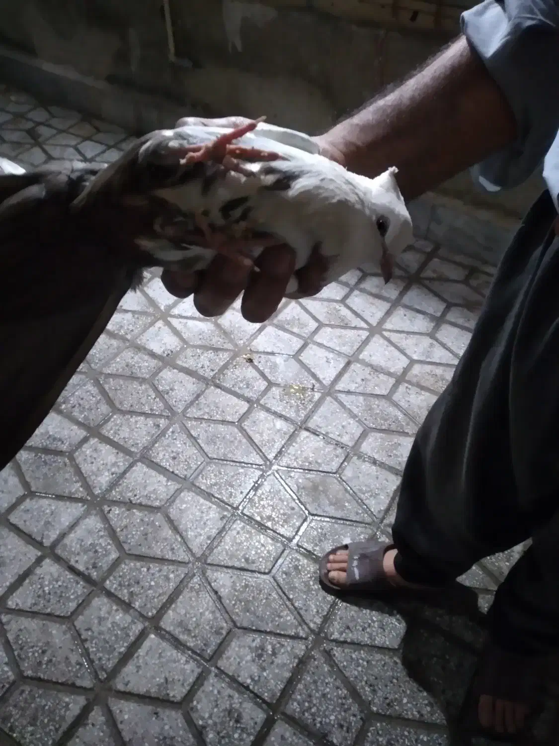 کبوتر ماده دم قهوه ای|پرنده|بروجرد, |دیوار