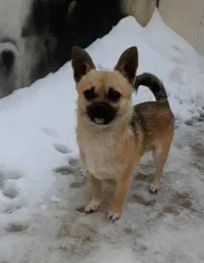 پاپی فروشی|سگ|اشتهارد, |دیوار