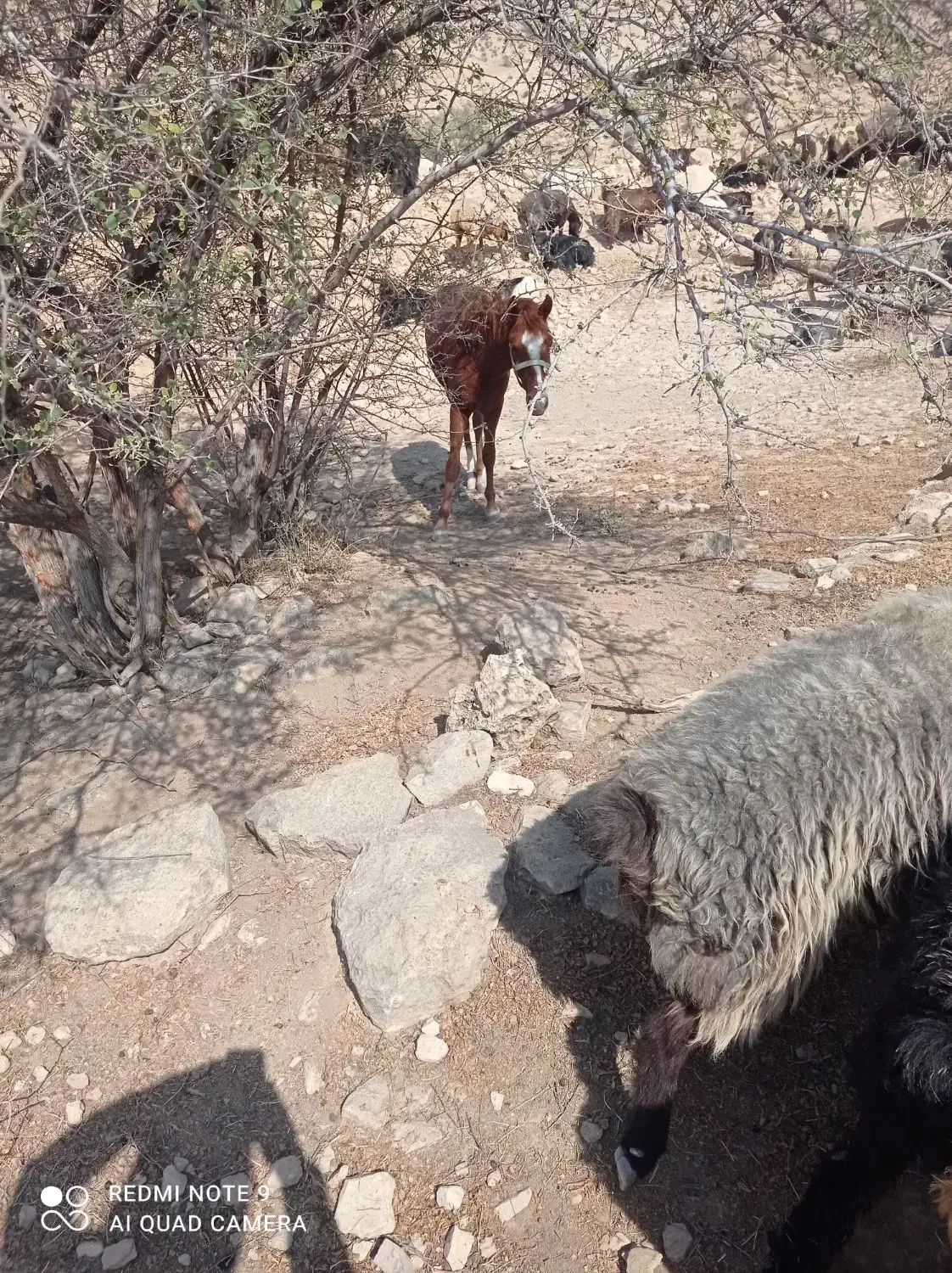 فروش اسب|اسب و تجهیزات اسبسواری|فیروزآباد (فارس), |دیوار