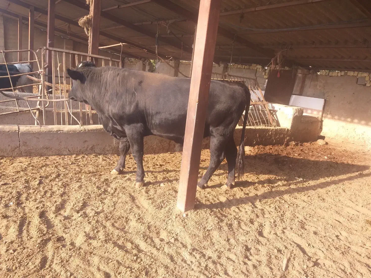 گوساله نرمشکی،جنگه،گاو|حیوانات مزرعه|شیراز, جرسقان|دیوار