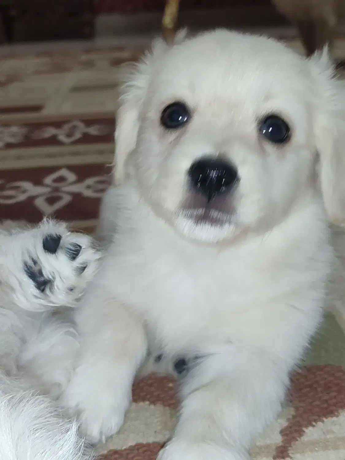 پامر اشپیتز|سگ|پاکدشت, شهرک امام رضا|دیوار