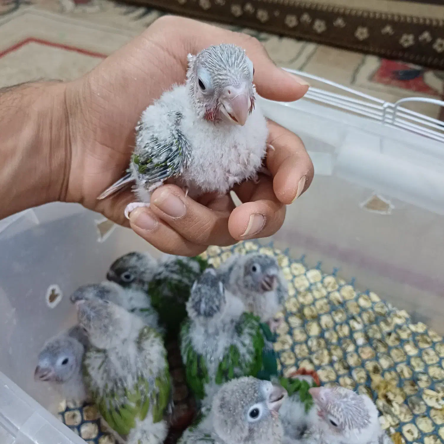 انواع مکمل وعروس هلندی و گرینچیک|پرنده|اهواز, جانبازان|دیوار