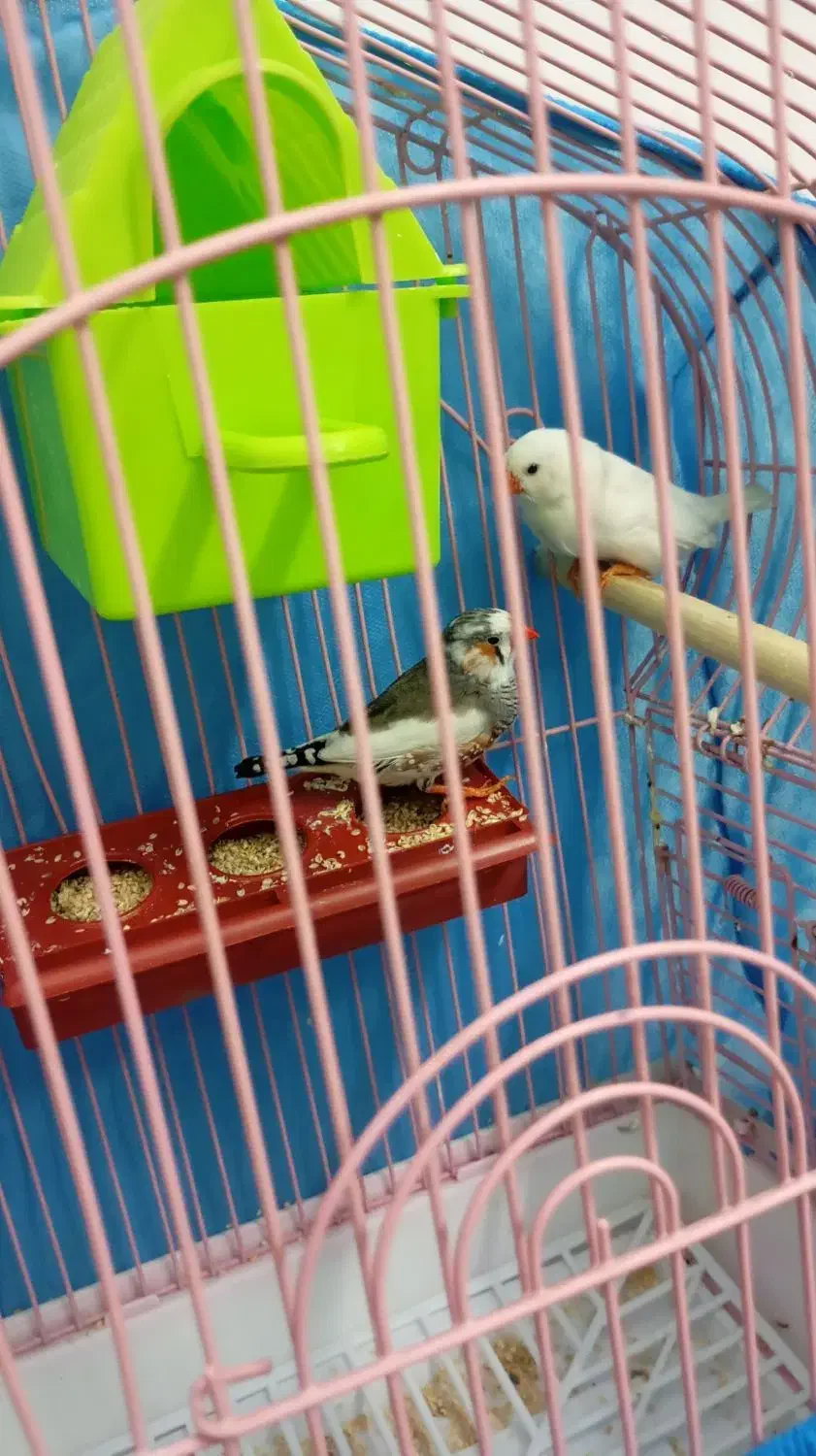 یک جفت فنچ بنگالی همراه لوازم قفس|پرنده|کرج, کمالشهر|دیوار
