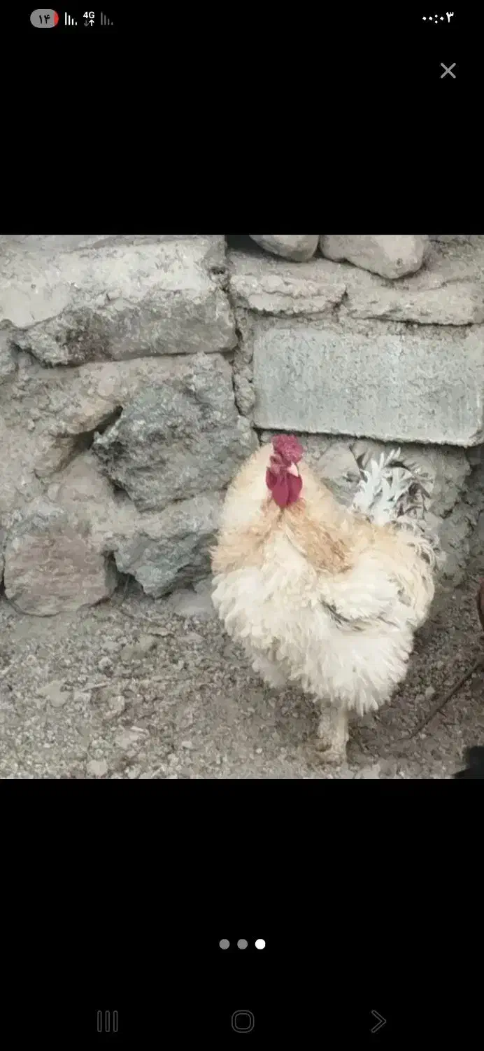 مرغ وخروس زینتی|حیوانات مزرعه|مشگین شهر, |دیوار