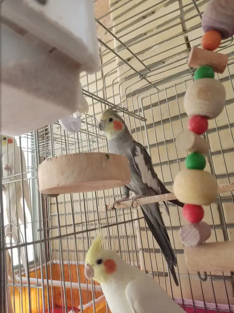 جفت عروس هلندی بالغ|پرنده|شاهین‌شهر, خانه کارگر|دیوار