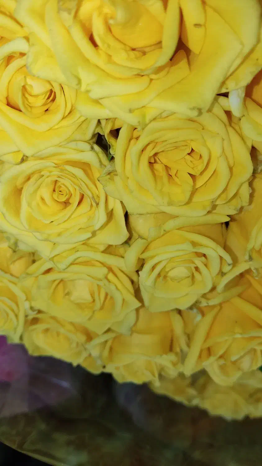 رز عمده از ۴۰۰ تا ۱/۲۰۰ بستگی ب قد و سرگل|گل و گیاه طبیعی|شیراز, رکنآباد|دیوار