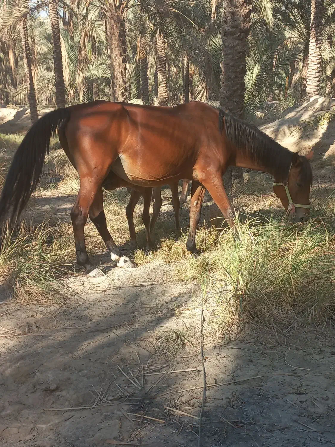 اسب|اسب و تجهیزات اسبسواری|بوشهر, |دیوار