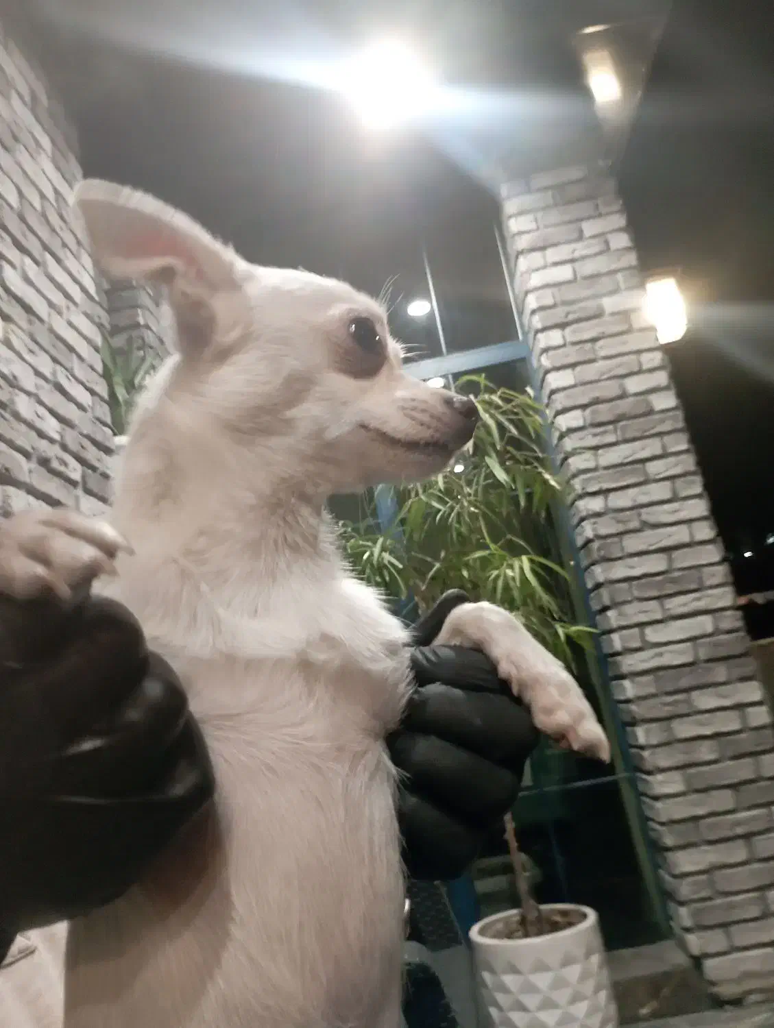 سگ شیواوا اشپیتز|سگ|گرگان, |دیوار