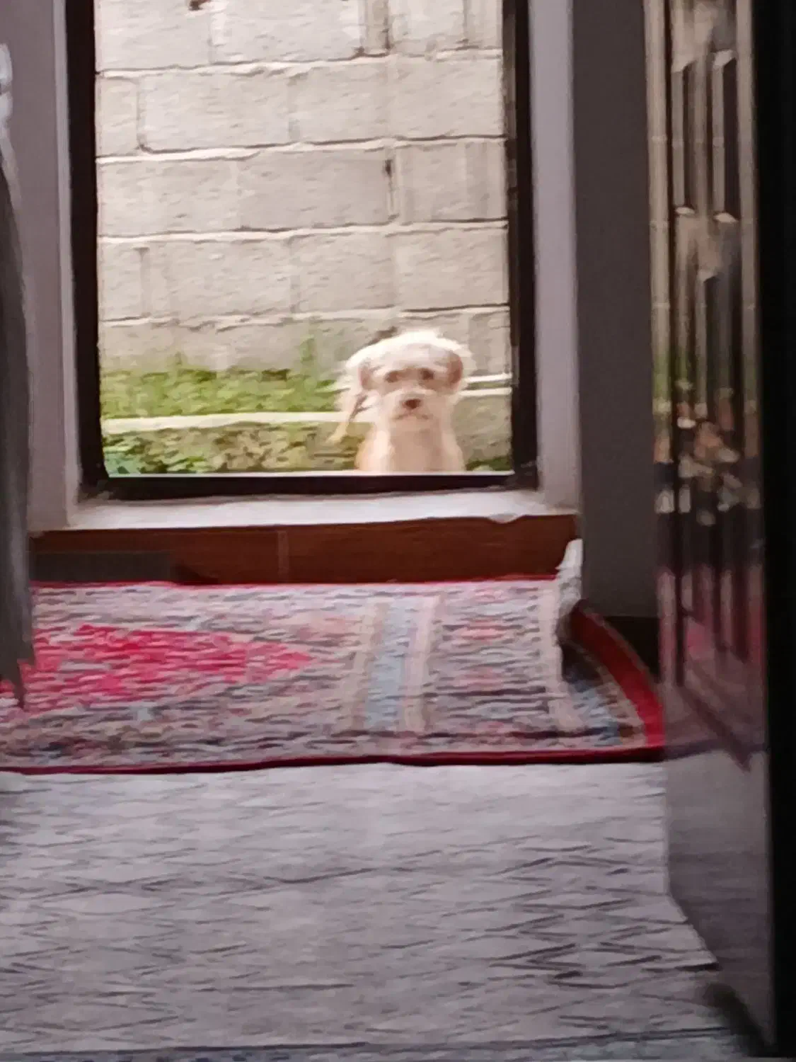 سگ شیتزوماده|سگ|آستانه اشرفیه, |دیوار