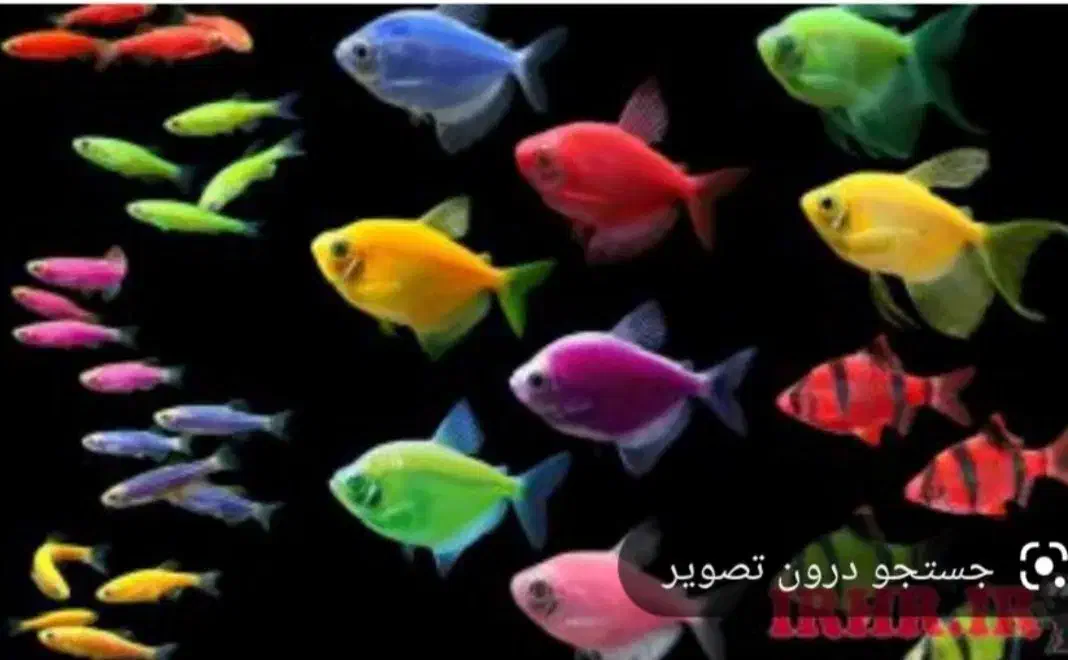 آکواریوم رفیعیان|ماهی|بروجن, |دیوار