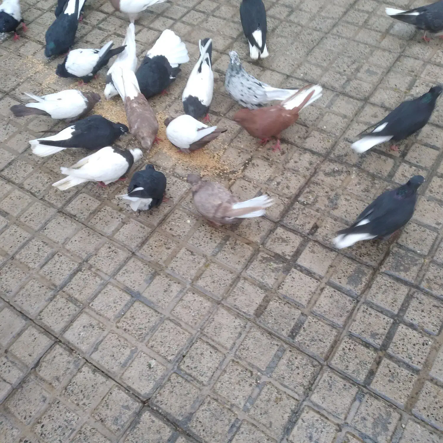 کبوتر رنگی|پرنده|فردیس, ثابتی|دیوار