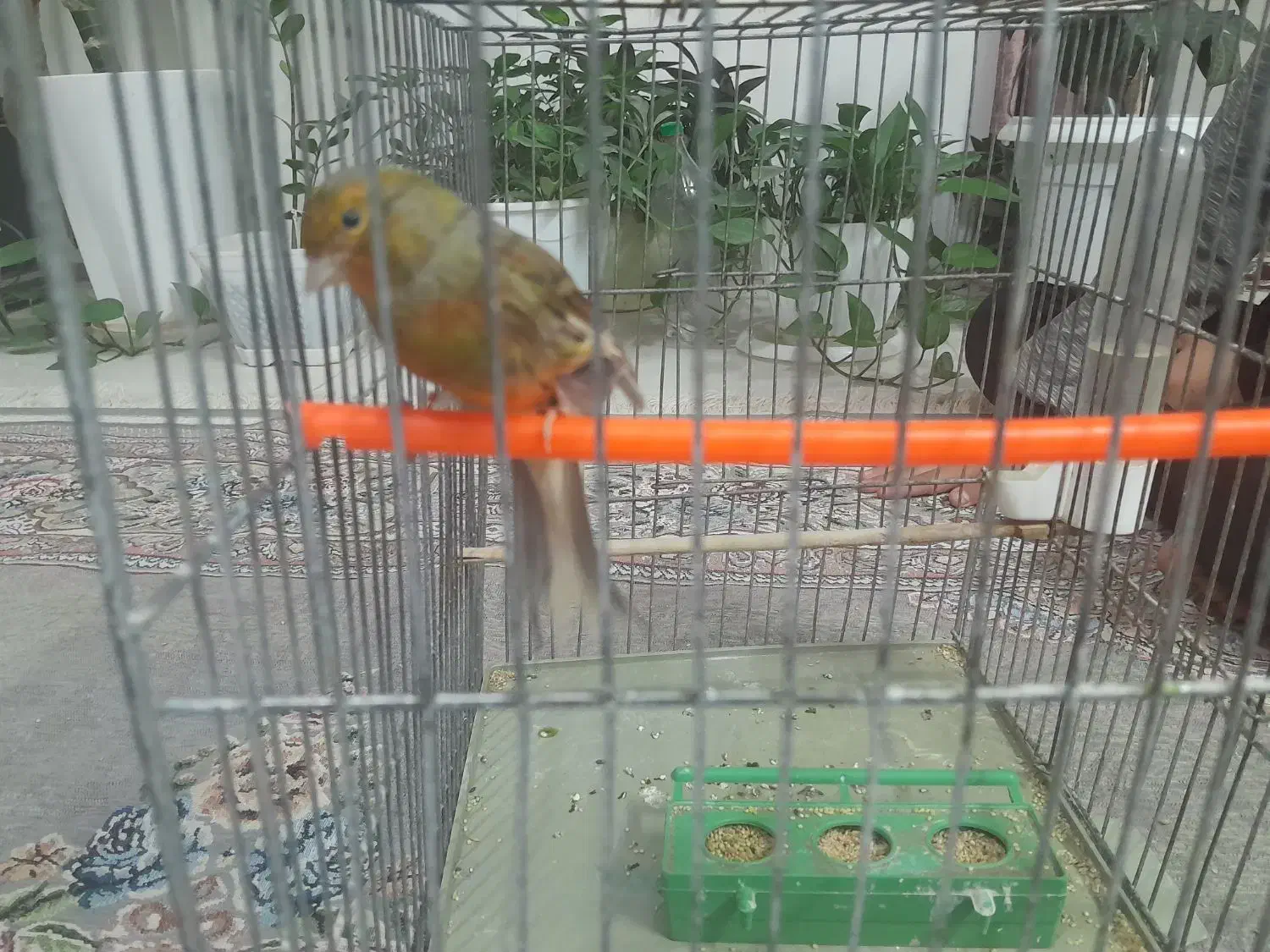 قناری نر سبز دارچینی|پرنده|تربتحیدریه, یحیی آباد|دیوار