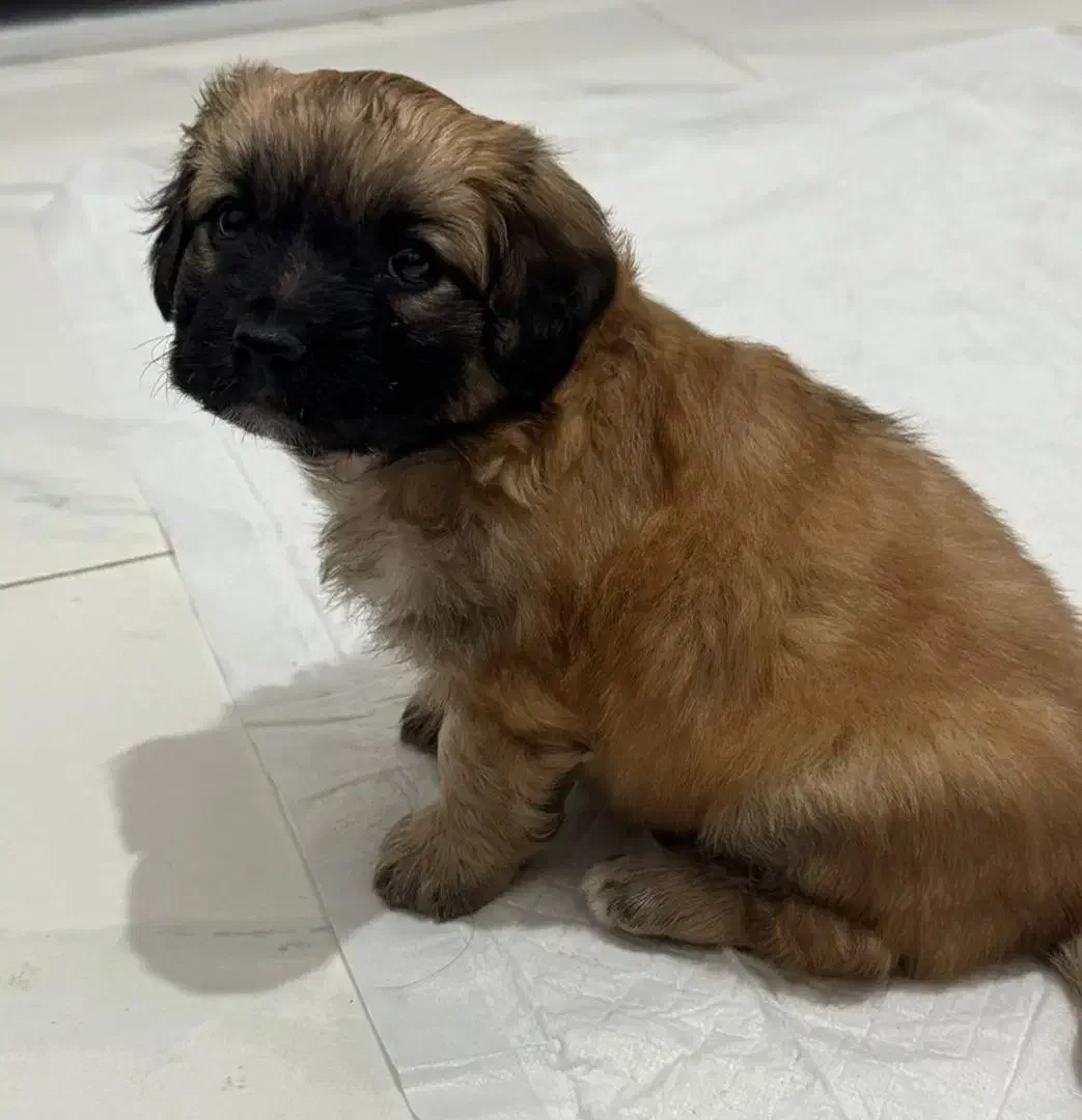 سگ شیتزو|سگ|باقرشهر, |دیوار