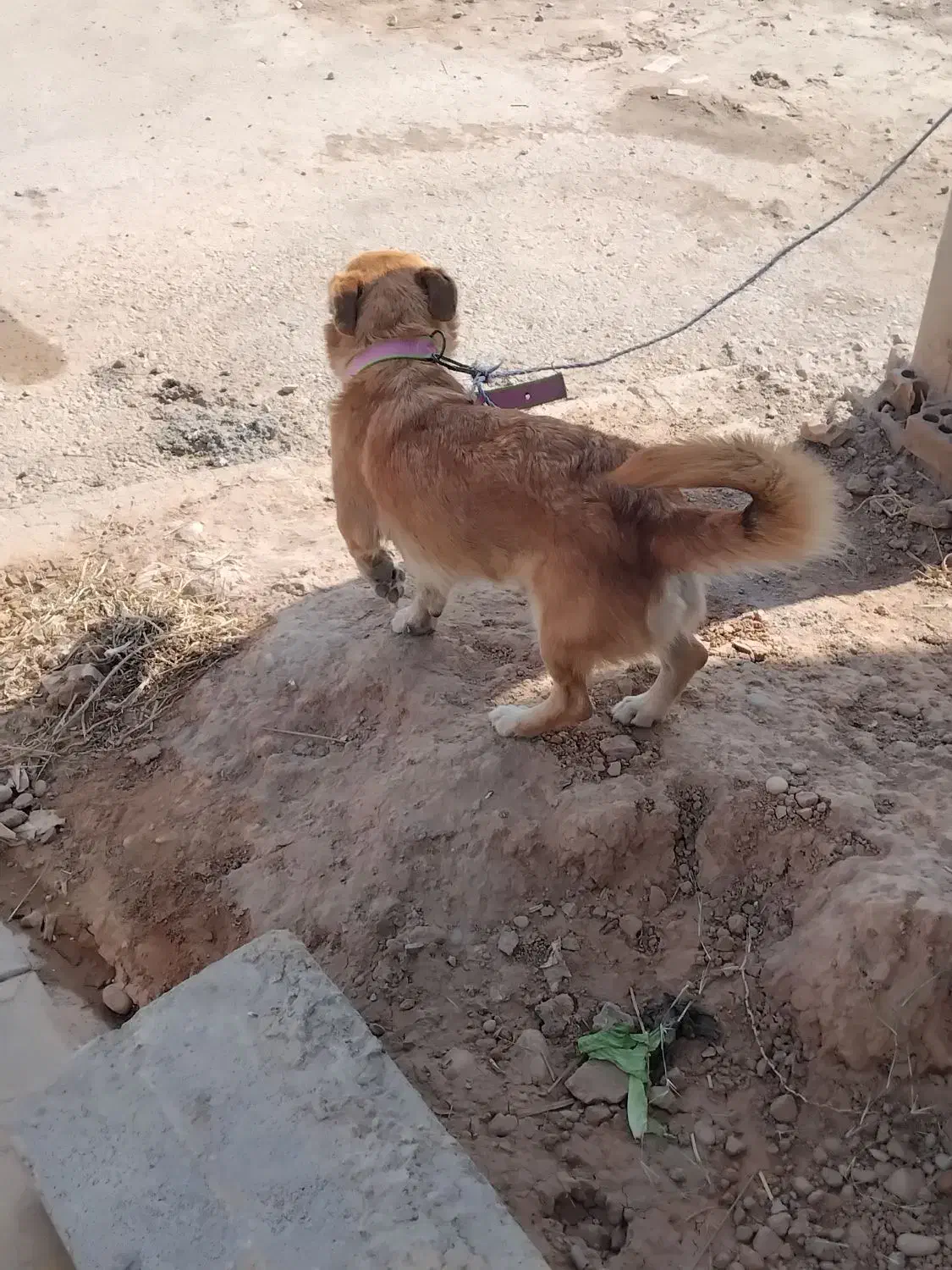 سگ پا کوتاه|سگ|شوشتر, |دیوار