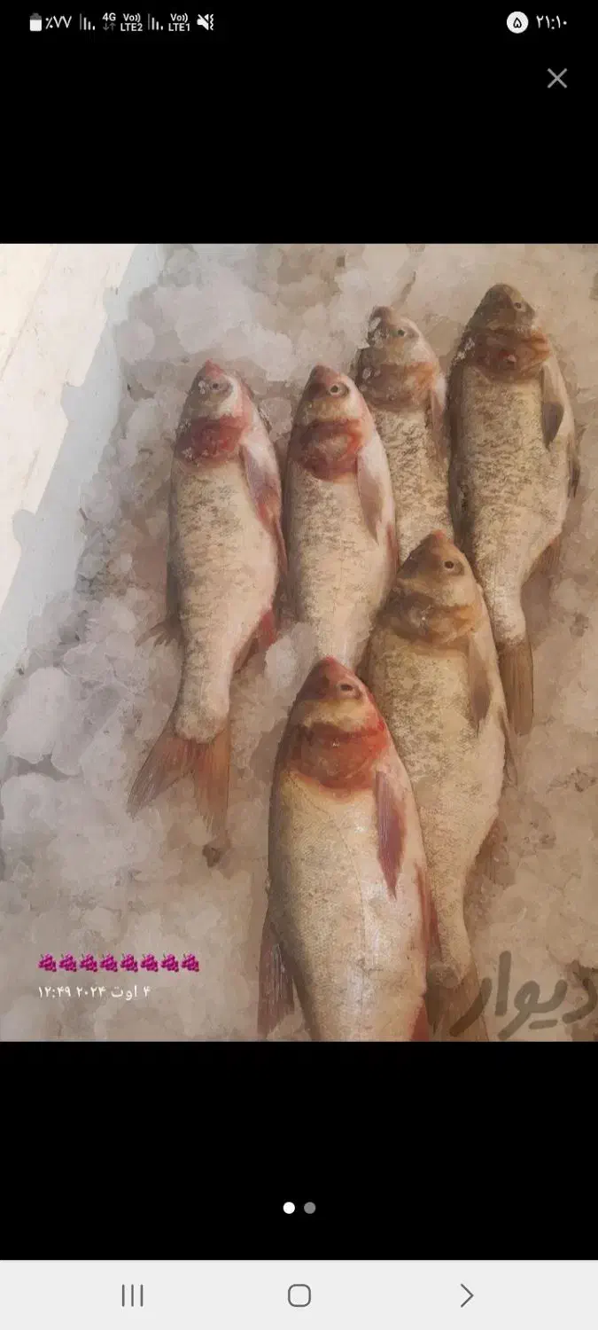 ماهی قزل وحشی|ماهی|خمینی‌شهر, |دیوار