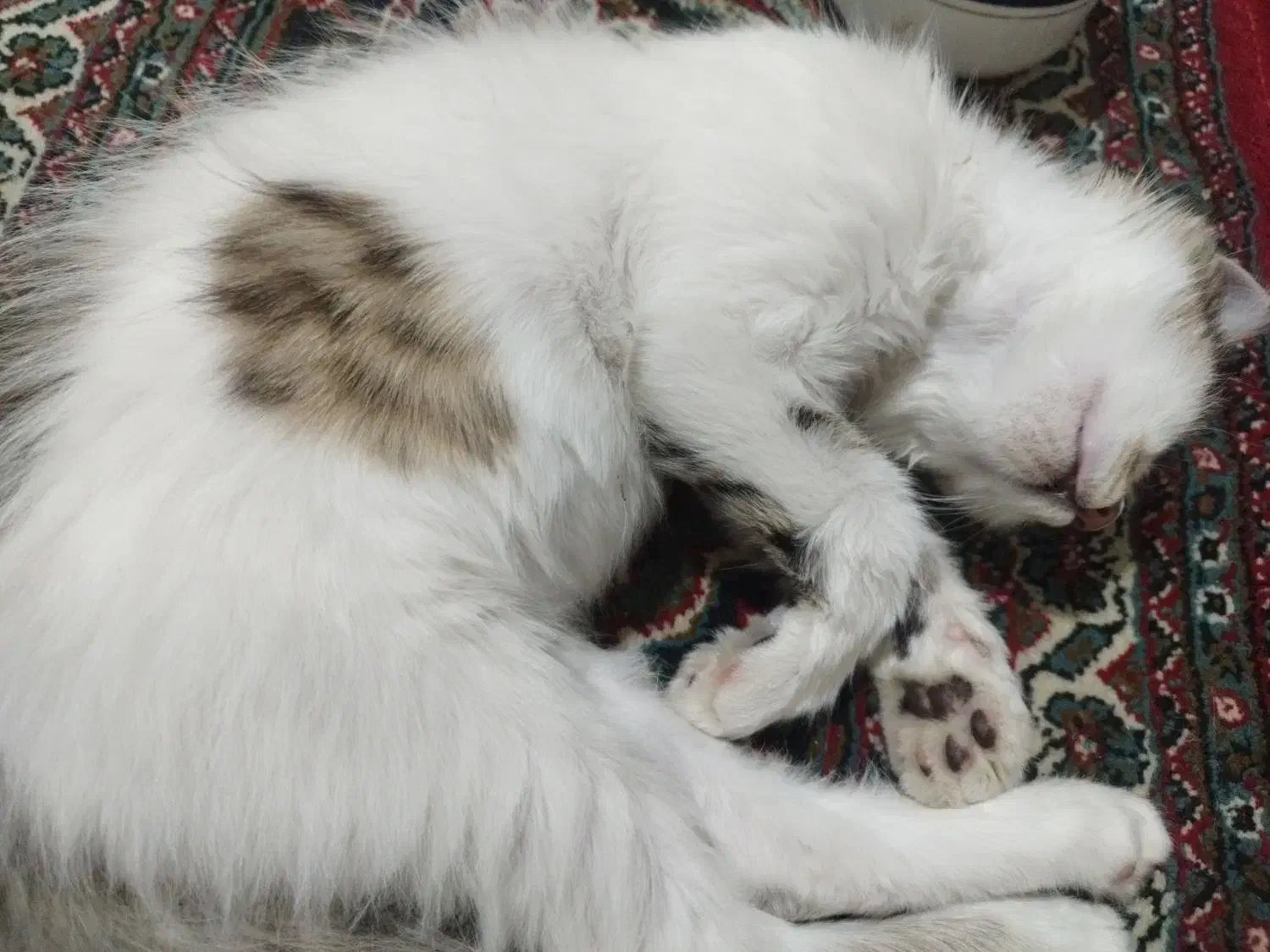 واگذاری گربه|گربه|زنجان, |دیوار