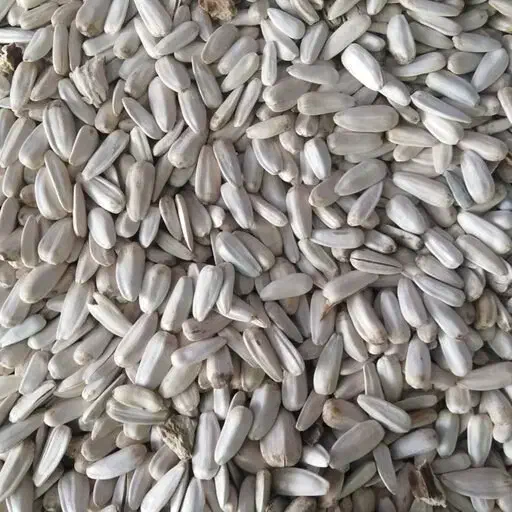 انواع تخمه برای طوطی|خوردنی و آشامیدنی|خوی, |دیوار