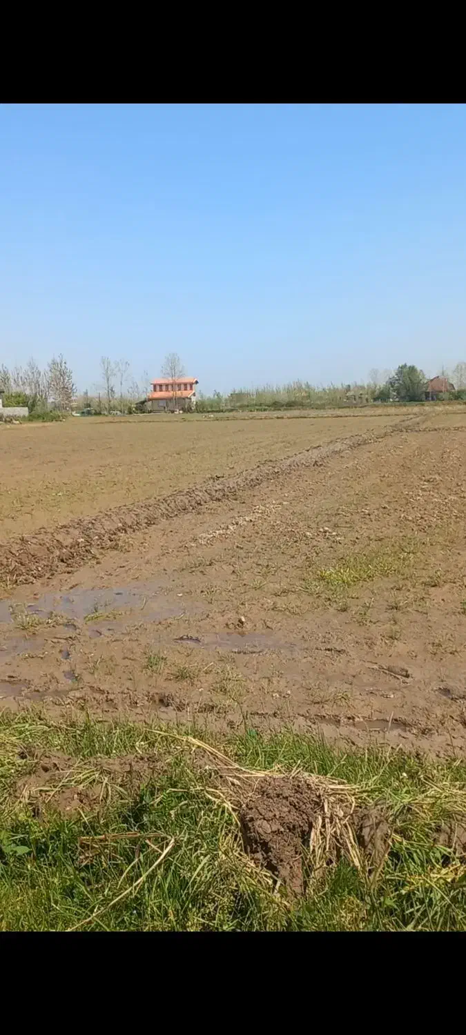 ۶۳۰۰ متر زمین کشاورزی برنج / لاهیجان|فروش زمین و ملک کلنگی|رودبنه, |دیوار