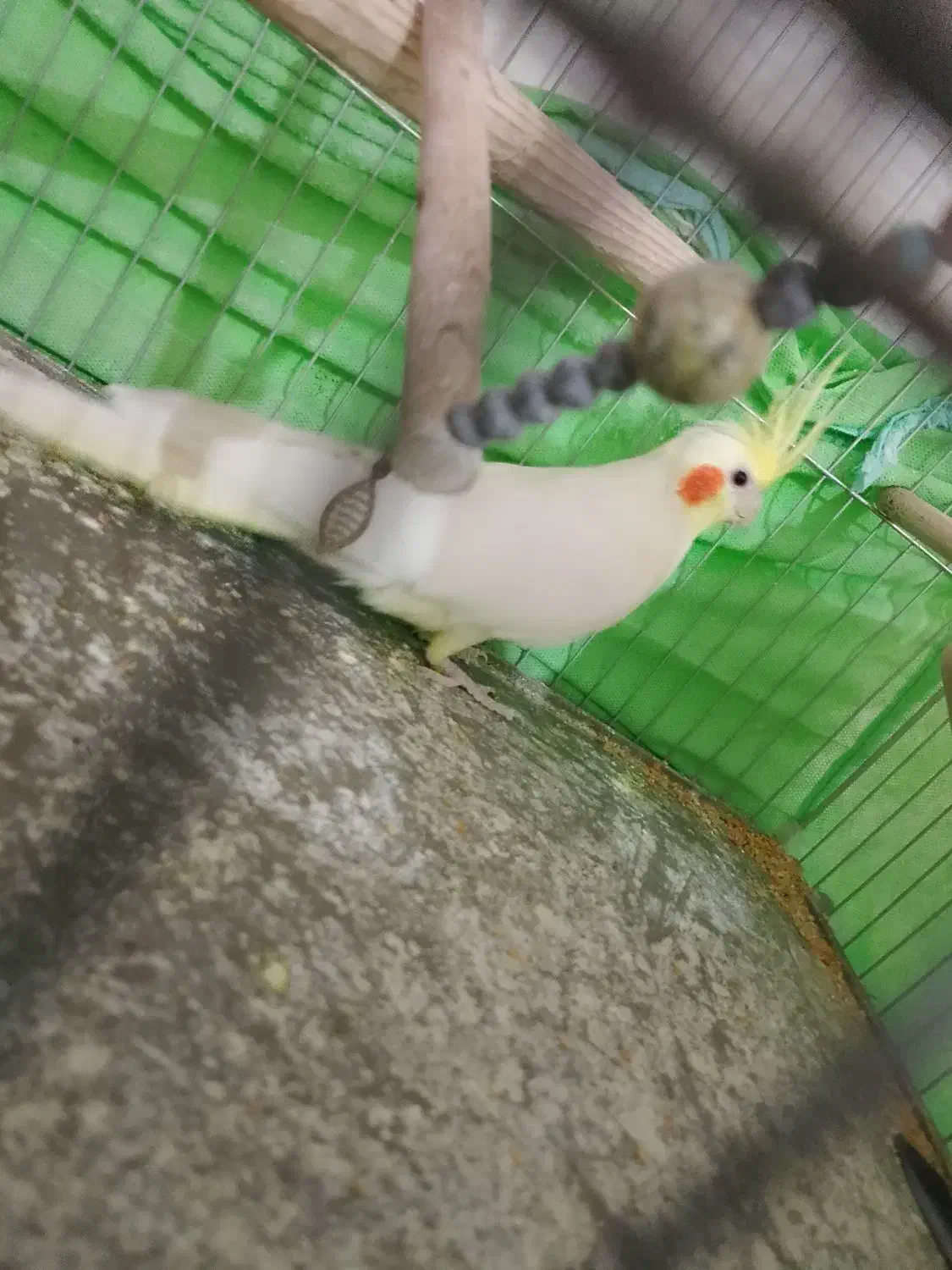 عروس هلندی|پرنده|بافق, |دیوار