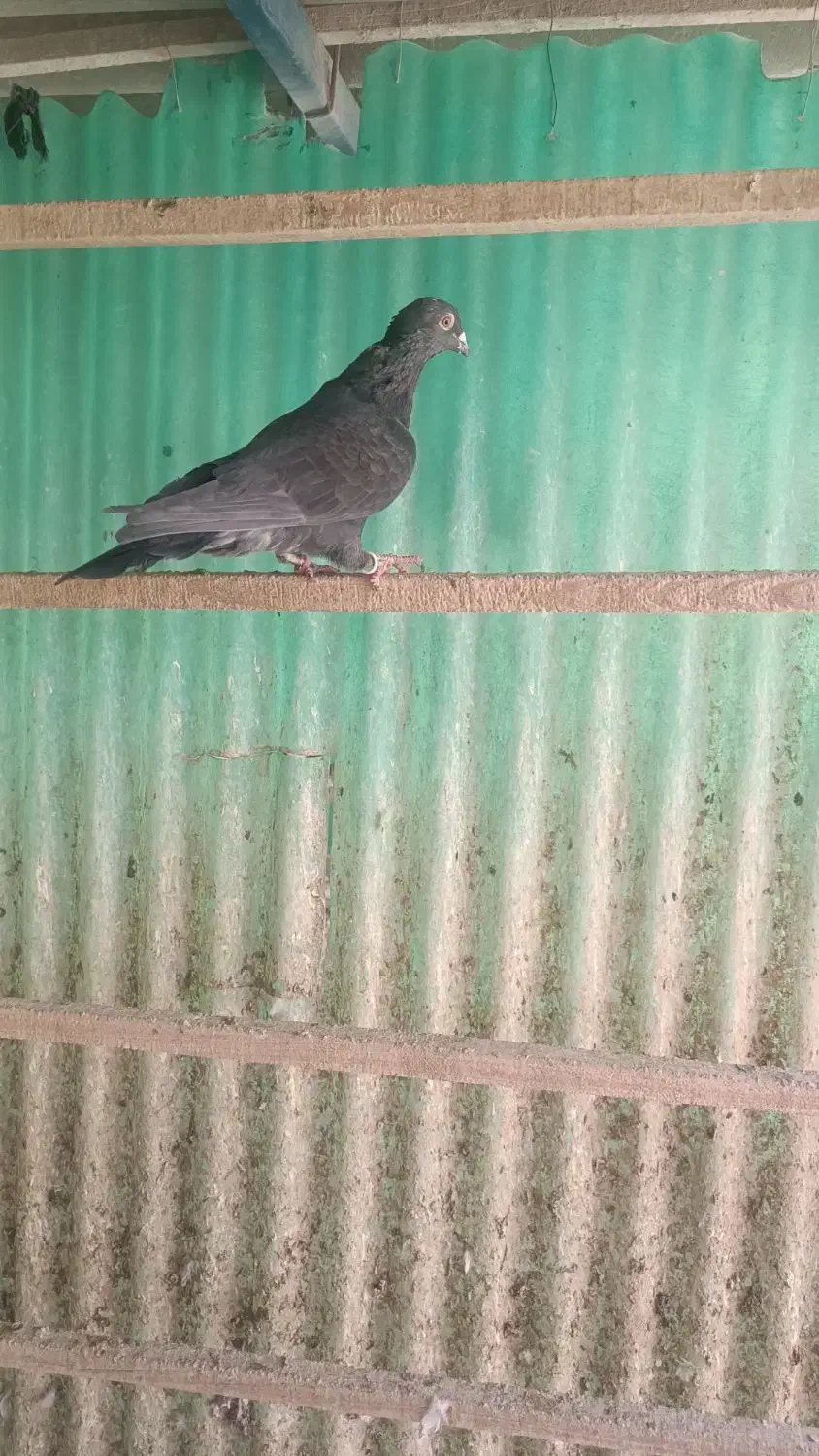 کفتر|پرنده|قم, باجک یک|دیوار