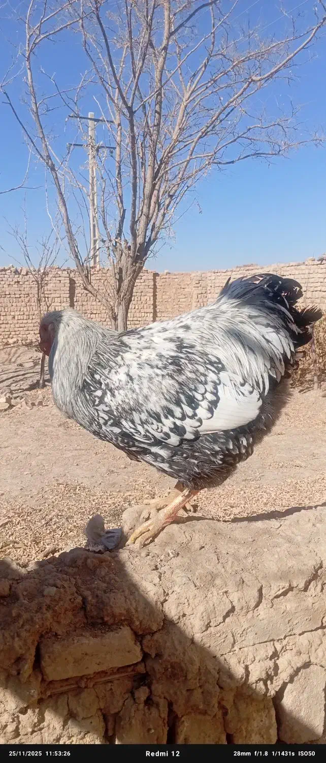 خروس|حیوانات مزرعه|آشتیان, |دیوار