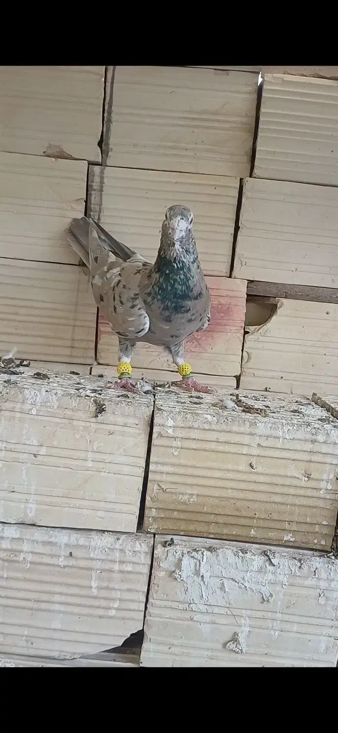 کرم هفرنگ لکی کلکسیونی نر|پرنده|الوند, |دیوار