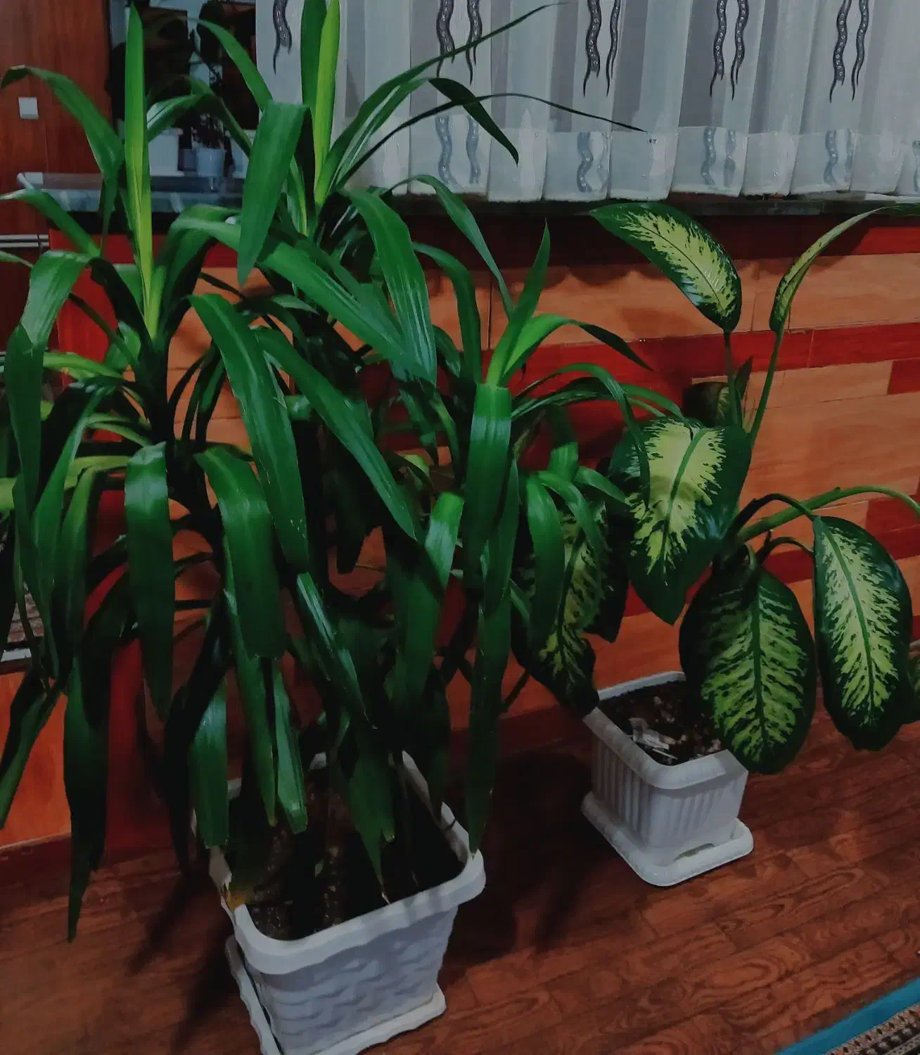 گل خانگی|گل و گیاه طبیعی|سیلوانه, |دیوار