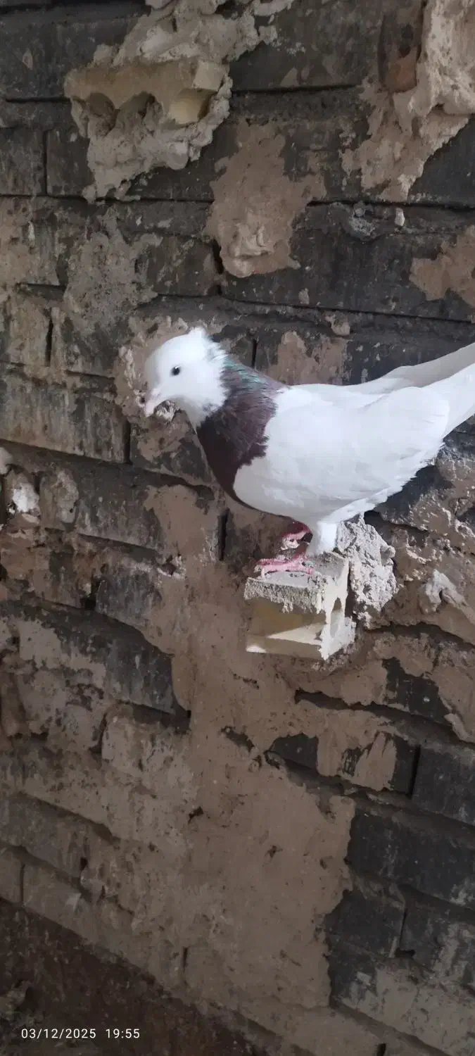 طوقی سرخ|پرنده|مشهد, نیزه|دیوار