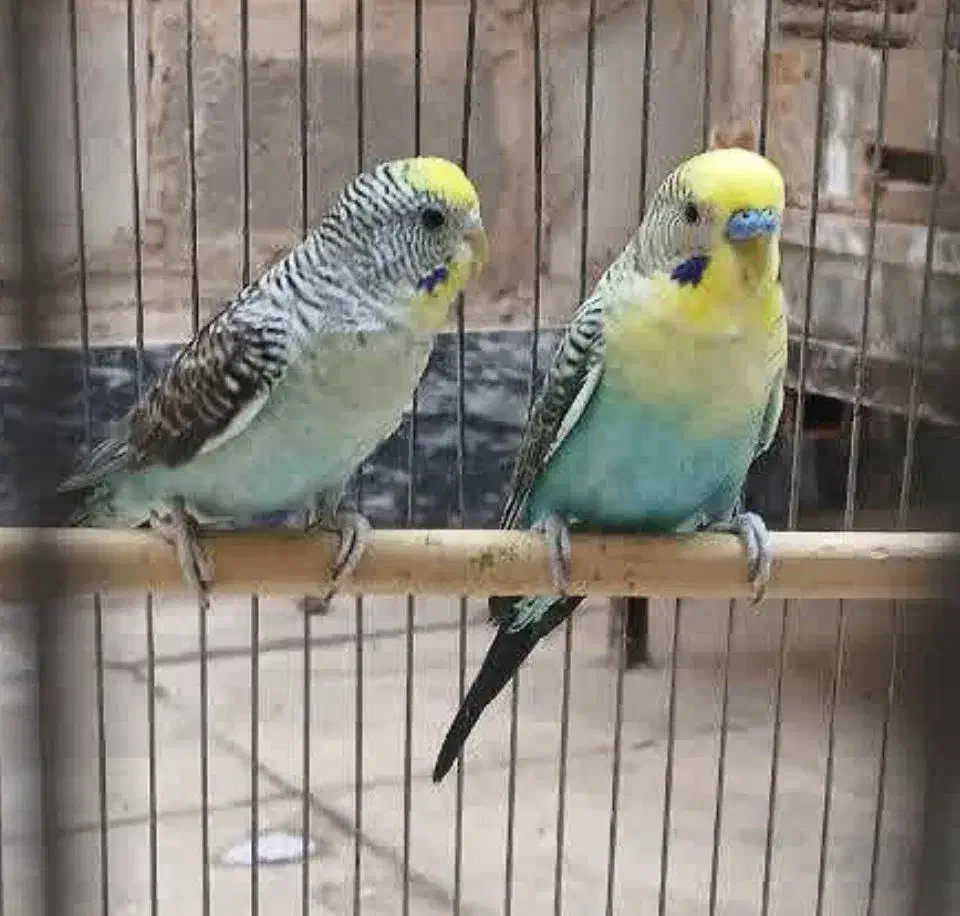 مرغ عشق بلک وینگ|پرنده|تهران, یافت‌آباد|دیوار